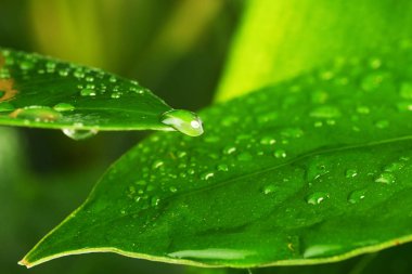 yeşil bitki yaprağı