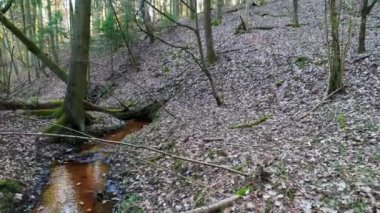 akşam ormanda derin