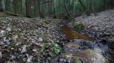 akşam ormanda derin