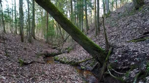 Diep in het bos bij avond — Stockvideo