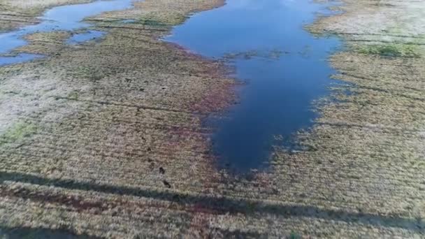 Воздушный вид затопленных полей и озер весной — стоковое видео