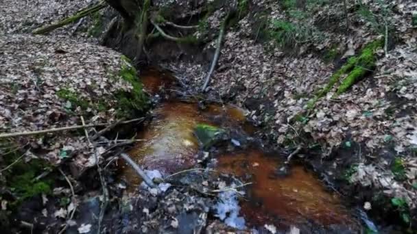 profondément dans la forêt le soir 