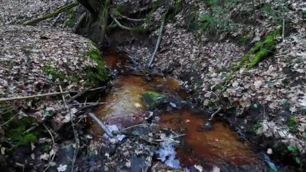 Βαθιά στο δάσος, στο βράδυ — Αρχείο Βίντεο