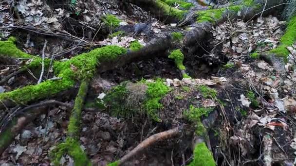 profondément dans la forêt le soir 