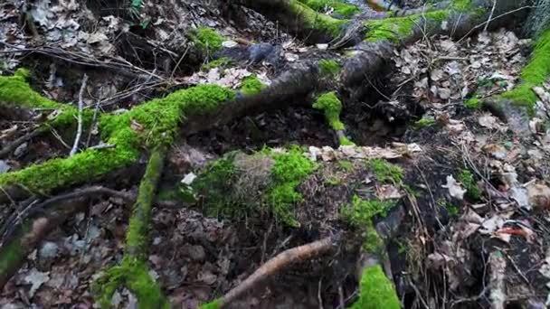 Diep in het bos bij avond — Stockvideo