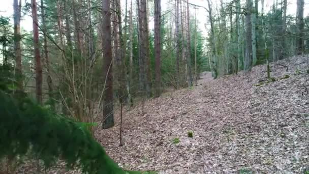 Profondément dans la forêt le soir — Video