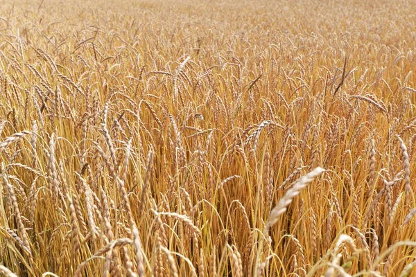 Large field of cereal. — Stock Photo, Image