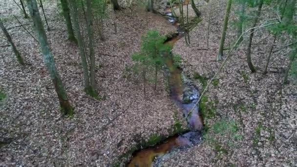 profondément dans la forêt le soir 