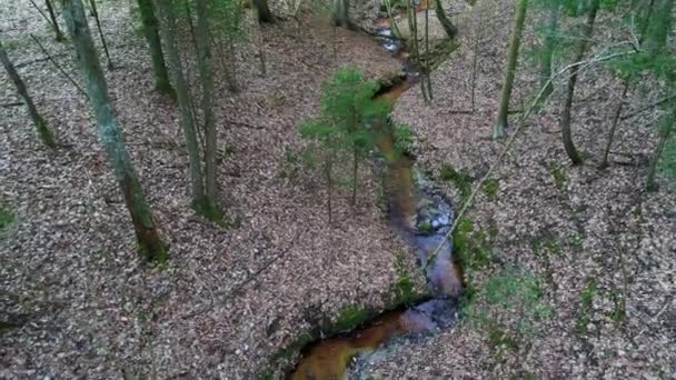 Djupt i skogen på kvällen — Stockvideo