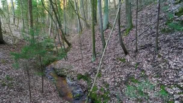 Djupt i skogen på kvällen — Stockvideo