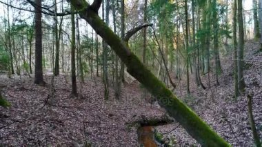 akşam ormanda derin