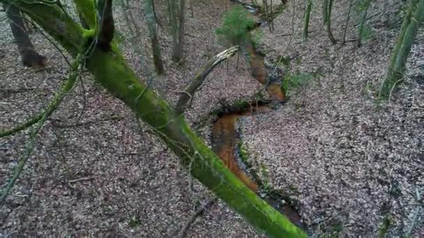 Profondément dans la forêt le soir — Video