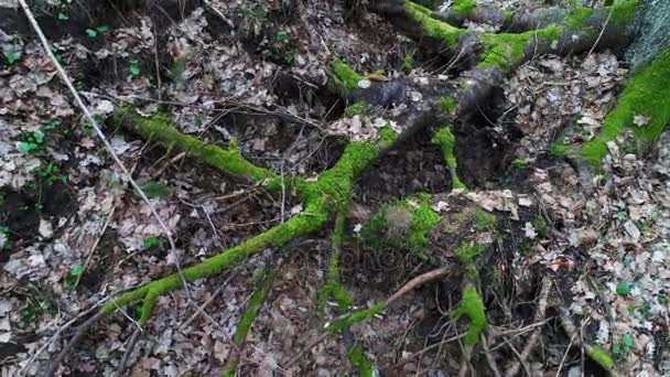 profondément dans la forêt le soir 