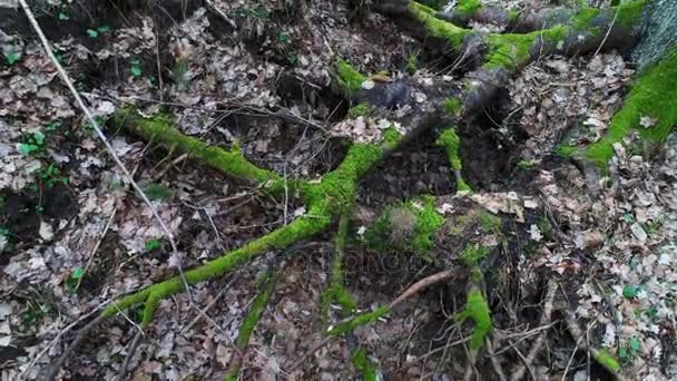 Profondément dans la forêt le soir — Video