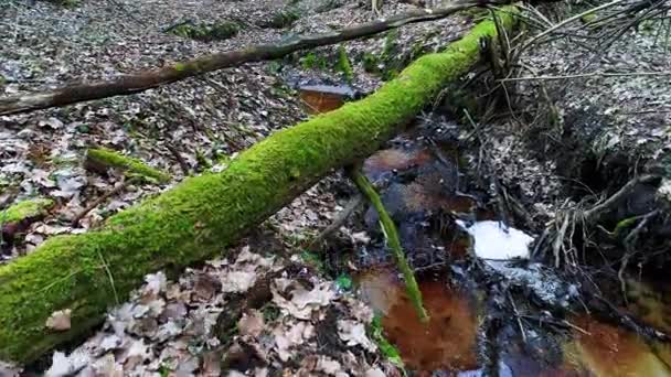 Djupt i skogen på kvällen — Stockvideo