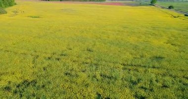 kolza tohumu alanının üstündeki uçan