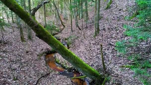 profondément dans la forêt le soir 