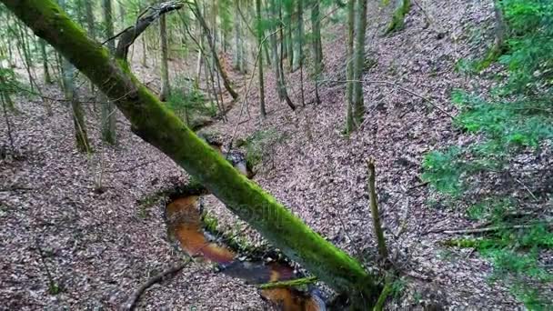 Diep in het bos bij avond — Stockvideo