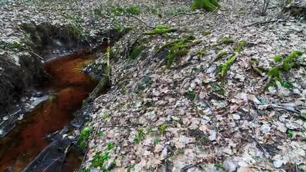 profondément dans la forêt le soir 