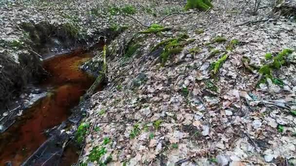 Djupt i skogen på kvällen — Stockvideo