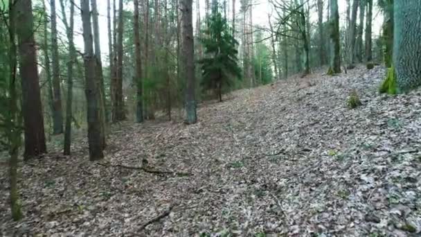 Diep in het bos bij avond — Stockvideo