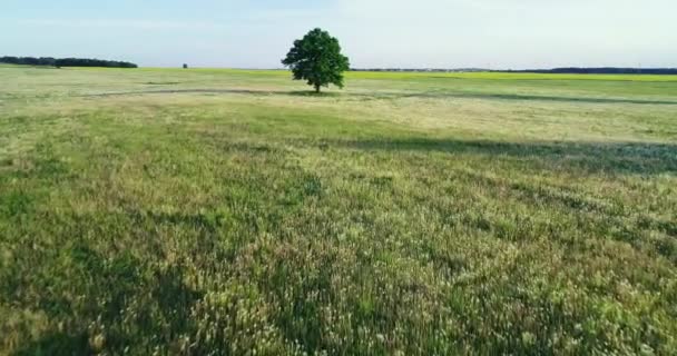 Luchtfoto van de groene weiden — Stockvideo