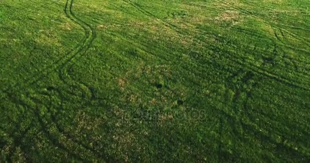 Gröna ängar Flygfoto — Stockvideo