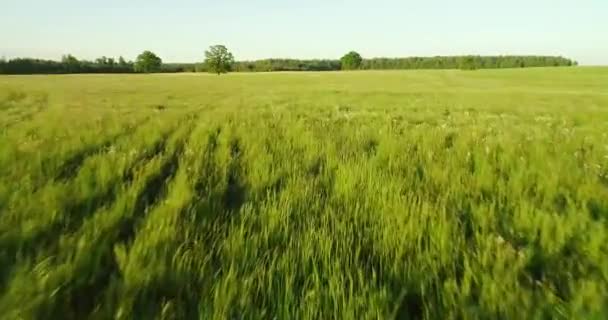 Gröna ängar Flygfoto — Stockvideo