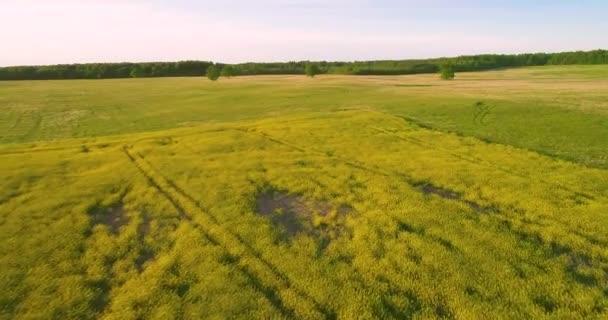 Flying above rapeseed field — Stock Video