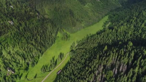 Vuelo sobre el bosque en las montañas — Vídeos de Stock