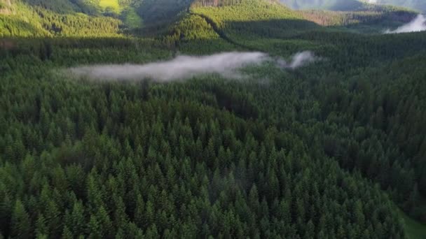 Vuelo sobre el bosque en las montañas — Vídeos de Stock