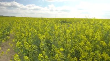 landcape görünümü güzel kolza tohumu alanının