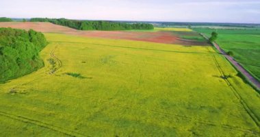 kolza tohumu alanının üstündeki uçan