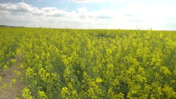 Landcape vista de belo campo de colza — Vídeo de Stock