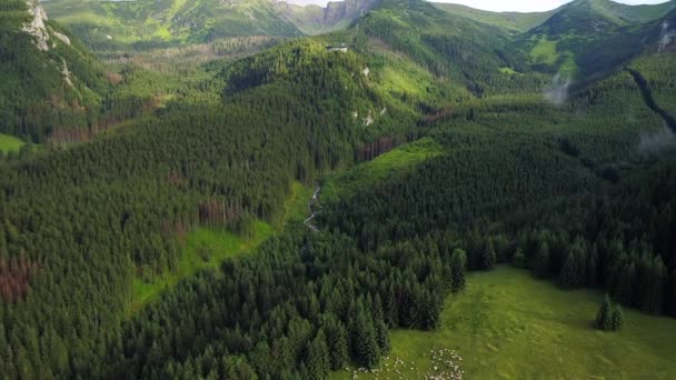Πτήση πάνω από το δάσος στα βουνά — Αρχείο Βίντεο