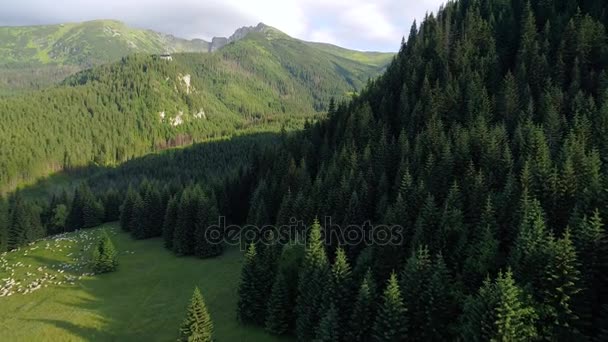 Vuelo sobre el bosque en las montañas — Vídeo de stock