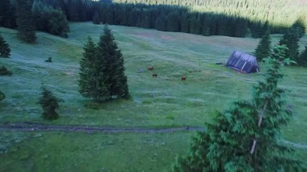 Voo sobre a floresta nas montanhas — Vídeo de Stock