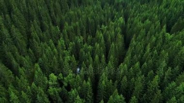 Orman dağlarında üzerinde uçuş