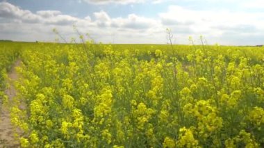 landcape görünümü güzel kolza tohumu alanının