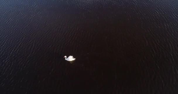 白色天鹅河 — 图库视频影像