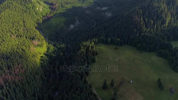 Flug über Wald in den Bergen — Stockvideo
