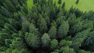 Orman dağlarında üzerinde uçuş