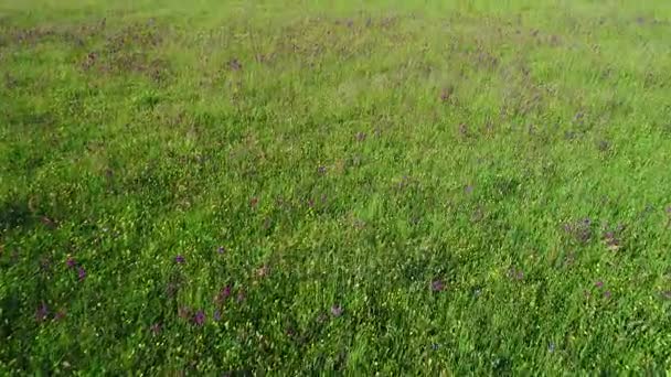 Vihreät niityt antenninäköala — kuvapankkivideo