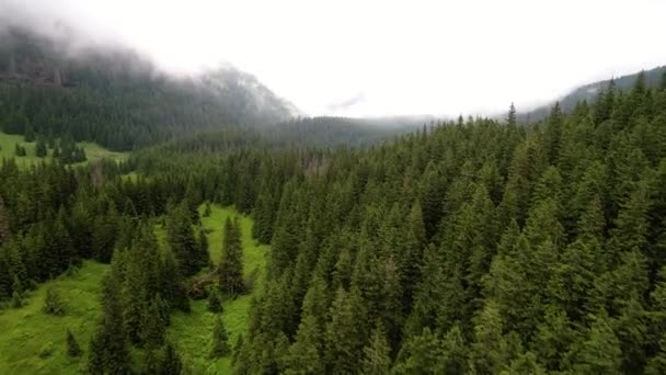 Flug über Wald in den Bergen — Stockvideo