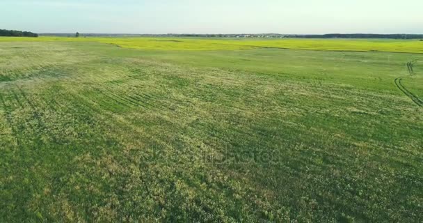 Зелені луки вид з повітря — стокове відео