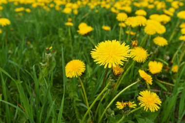 Alandaki sarı karahindiba