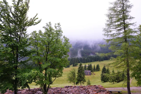 Ormanlık dağlar arasında yol — Stok fotoğraf