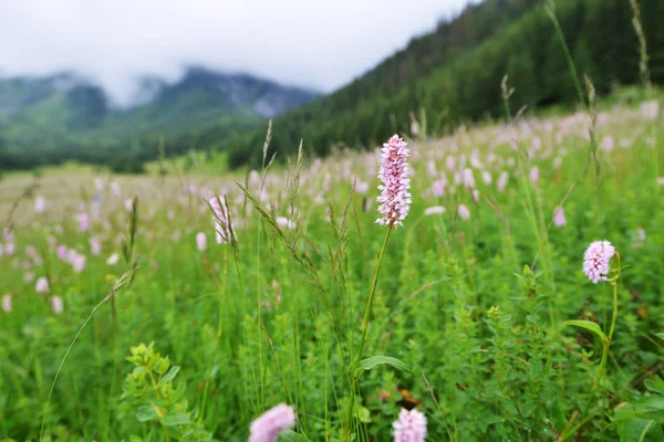 Квітучий луг у горах — стокове фото