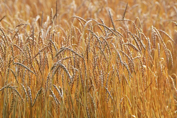 Grote gebied van granen — Stockfoto