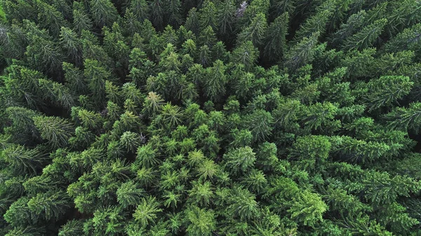 Foresta di conifere sui pendii delle montagne — Foto Stock
